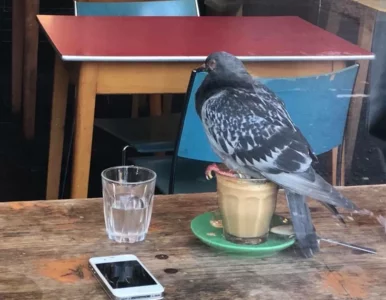 Miniatura: Ptaki w roli głównej na zdjęciach...