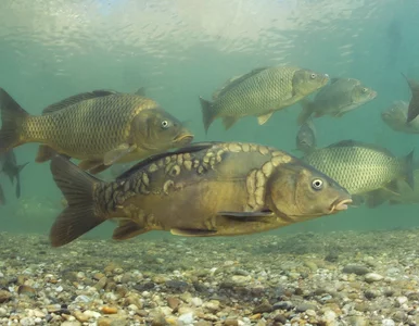 Miniatura: Myślisz, że znasz polskie ryby? Nasz QUIZ...