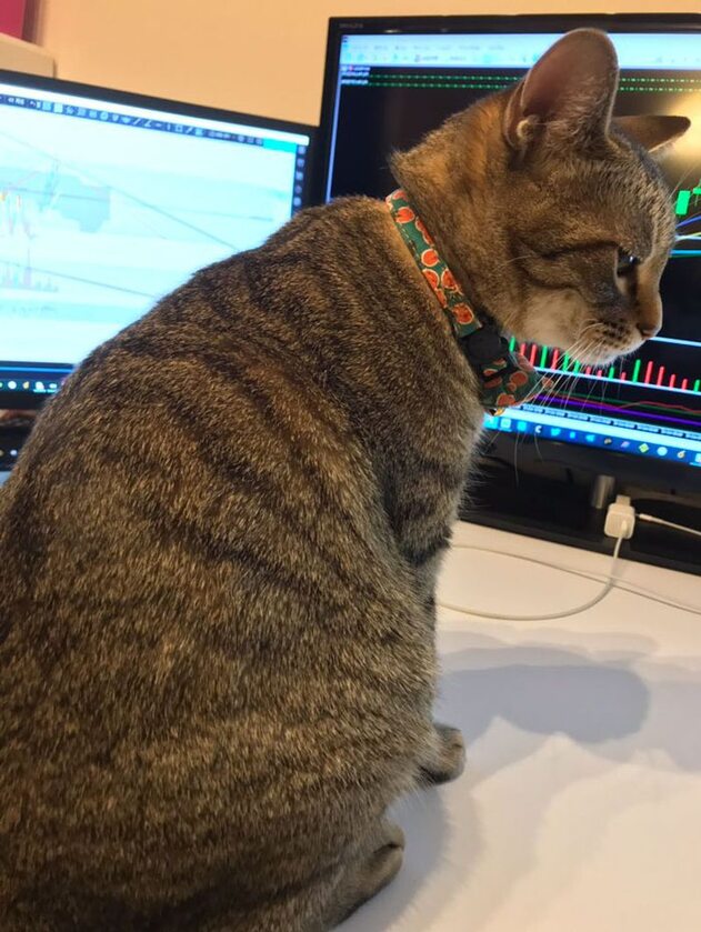Takiego eleganckiego kotka to sami byśmy wpuścili na klawiaturę 