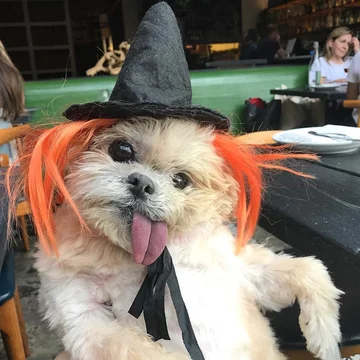 Pies Marnie 