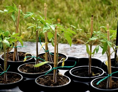 Miniatura: Zalewam wodą, gotuję i podlewam pomidory....