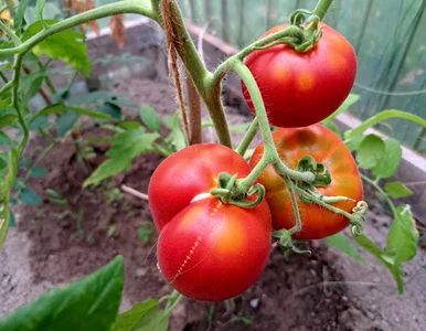 Miniatura: Na pomidorach są suche plamy, a liście się...