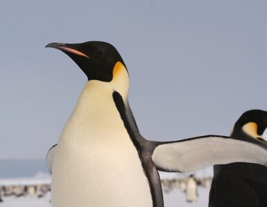 Miniatura: Pingwin na "wczasach" w Nowej Zelandii....