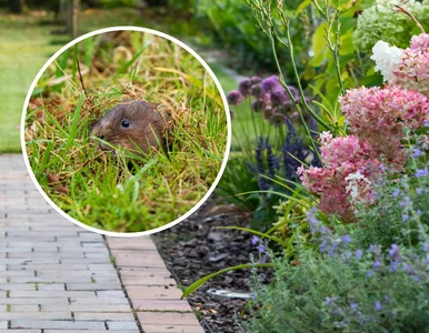 Miniatura: To nie szczur czy nornica. Jest...