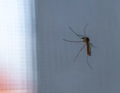 Miniatura: Komary jeszcze nie odpuszczają. Rozsyp tę...