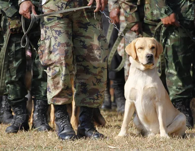 Miniatura: Powrót psa Cywila. Jak armie wykorzystują...