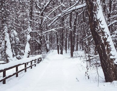 Miniatura: Zima 2025/2026 zaskoczy? „Nie widziałem w...