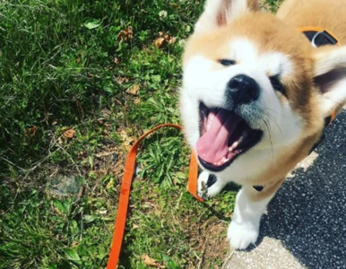 Miniatura: To jedne z najdroższych psów na świecie....