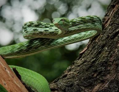 Miniatura: Spacerowali po rezerwacie w Indiach....