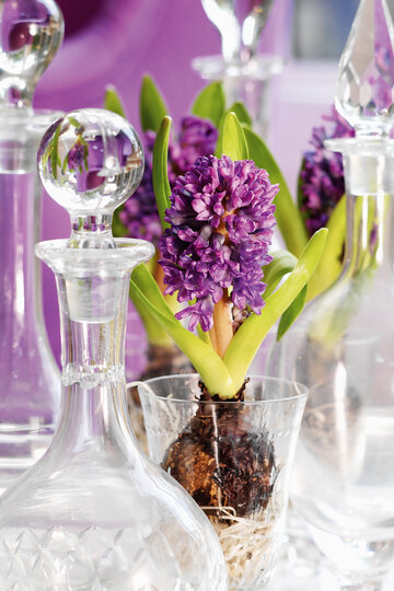 Hiacynty, hyacinthus orientalis