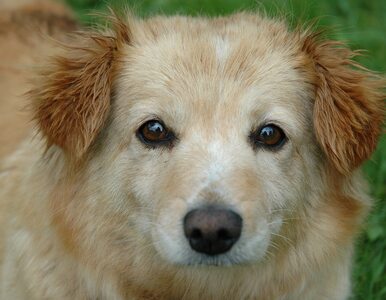 Miniatura: Psy i koty są oddawane do eutanazji z...