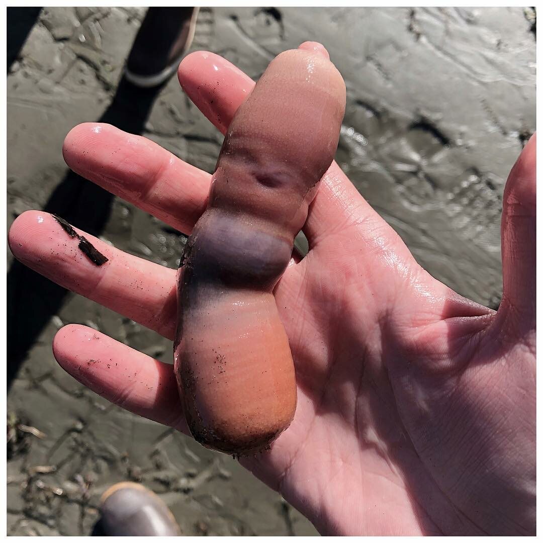 „Ryby penisy” na plaży w Kalifornii. Były ich tysiące