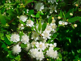 Miniatura: Wstaw ją do sypialni. Ten zapach pomaga...