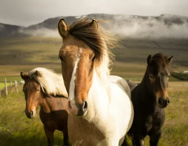 Miniatura: 10 przysłów ze zwierzętami. Znasz je...