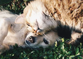 Miniatura: Łatwy quiz z polskich przysłów ze...