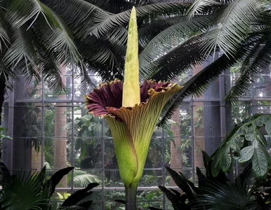 Miniatura: Jest wielka, śmierdzi i kwitnie raz na...