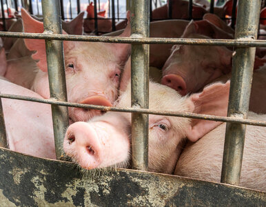 Miniatura: Chińskie cła na unijną wieprzowinę. Polacy...