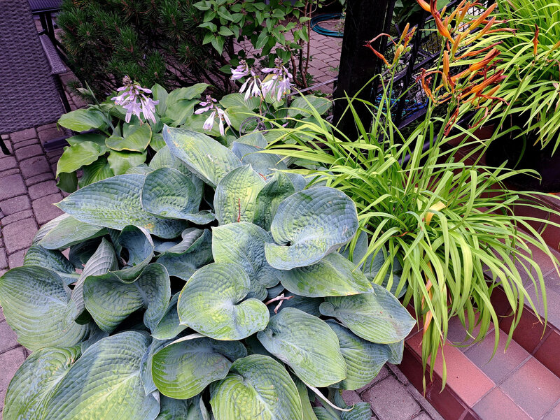 Funkie uwielbiają cień i półcień