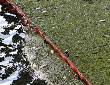 Miniatura: GIOŚ opublikował wyniki badań Odry z...