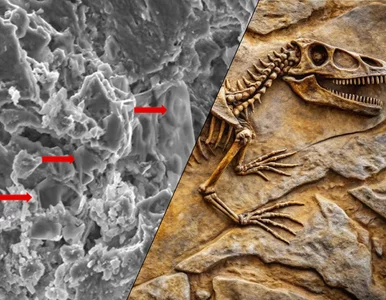 Miniatura: Dinozaur cierpiał na nowotwór. To nadzieja...