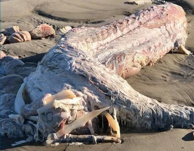 Miniatura: „Co to jest?!” Internauci przerażeni...