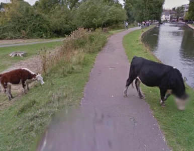 Miniatura: Google chroni prywatność... krowy. To...