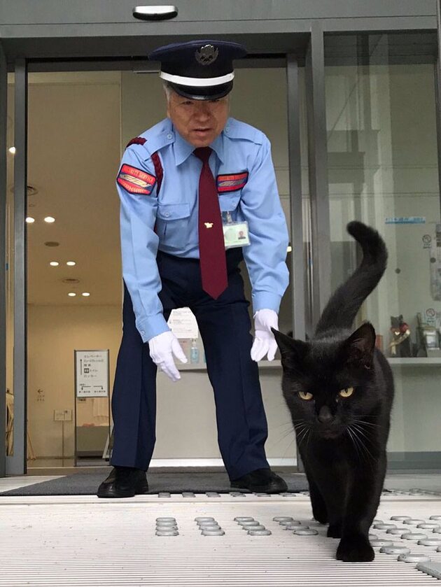 Koty kontra ochrona muzeum 