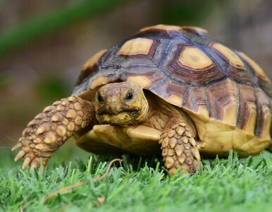 Miniatura: W polskim parku mieszka żółw. Nie...