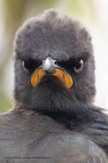 Finaliści konkursu Comedy Wildlife Photo Awards 2021 