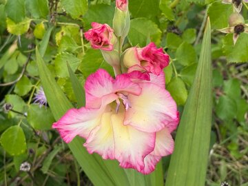Mieczyk ogrodowy (Gladiolus &times; hortulanus) w&nbsp;pełni kwitnienia &ndash; efektowna roślina cebulowa, kt&oacute;ra latem zachwyca dużymi, barwnymi kwiatami osadzonymi na&nbsp;wysokich, smukłych pędach