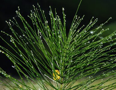 Miniatura: Skrzypy tworzą „kosmiczną wodę”. Badacze...