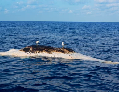 Miniatura: Martwy wieloryb w Wisełce. Próbek do badań...