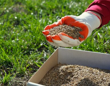 Miniatura: Zrób to jeszcze we wrześniu, a wiosną...