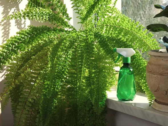 Miniatura: Wyjmij wszystkie 613 pestek i zalej wodą....