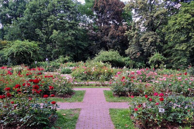 Rosarium w Ogrodzie Botanicznym UW w Warszawie