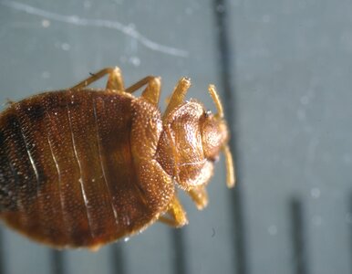 Miniatura: Pluskwy na wakacjach. Co robić?