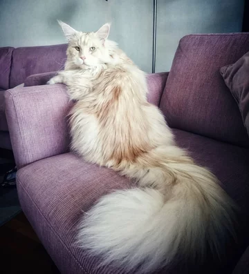 Lotus. Kot rasy Maine Coon 