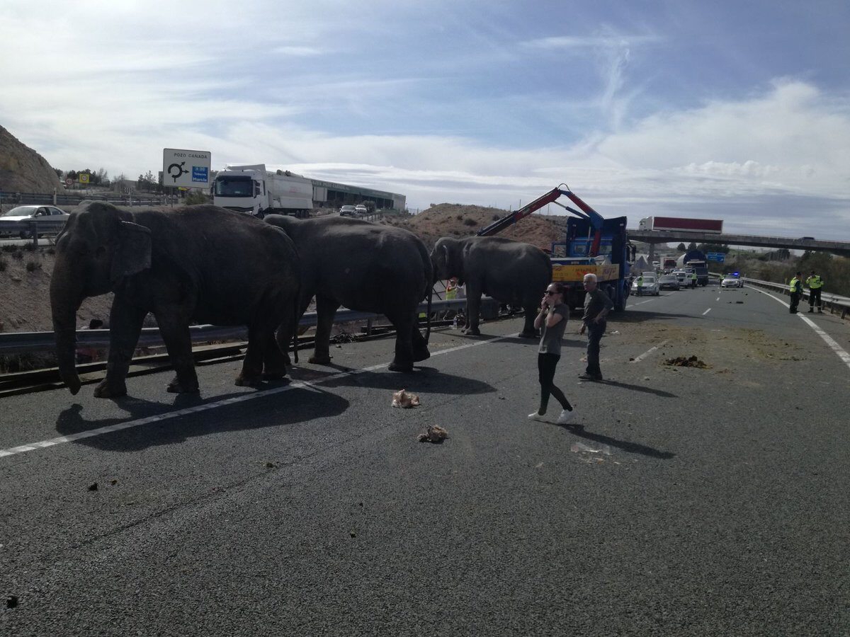 Słonie na autostradzie koło Albacete 