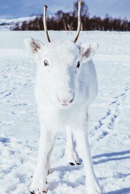 Miniatura: Fotograf Mads Nordsveen sfotografował...