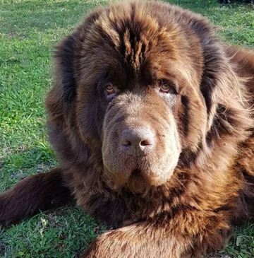 Nowofundlandy w obiektywie włascicieli 