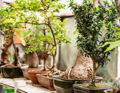 Miniatura: To bonsai pachnie jak luksusowe perfumy....