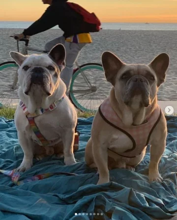 Buldog Lady Gagi 
