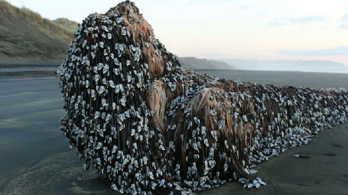 Morski potwór z dredami Dziwny obiekt przykryty w całości pąklami wyrzucony został na Muriwai Beach w Auckland w Nowej Zelandii w 2016 roku. Większość mieszkańców uznała to za zwłoki wieloryba, inni mówili jednak o „morskim potworze z dredami”.