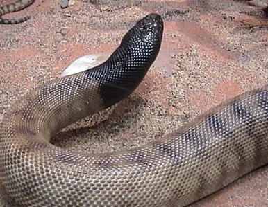 Miniatura: Mężczyzna pogryzł pytona. Wąż musiał...