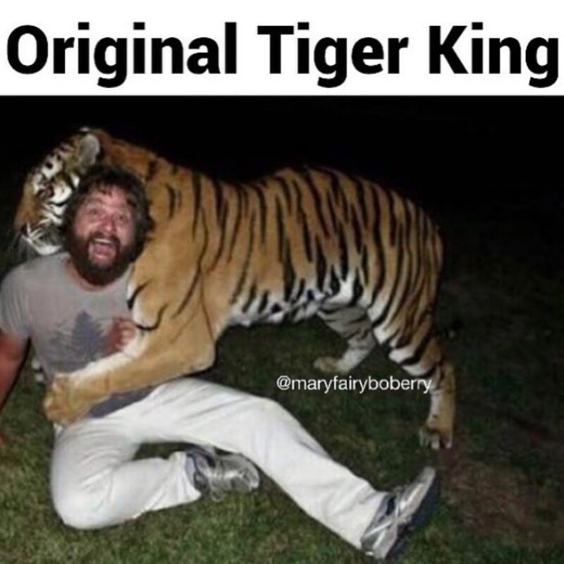 Oryginalny król tygrysów 