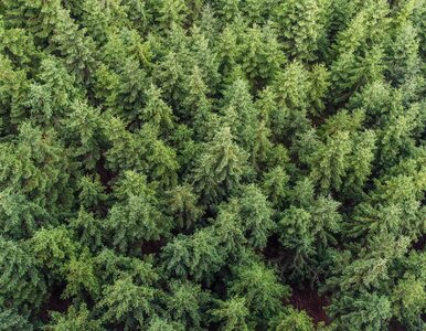 Miniatura: Fundacja ORLEN: Tysiąc drzew za każdy rok...