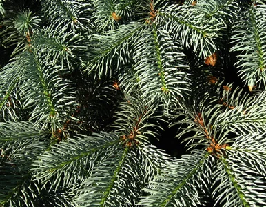 Miniatura: Włochom opadają choinki