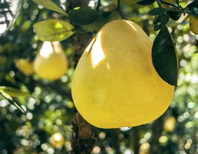 Miniatura: Jakie właściwości zdrowotne ma pomelo? 8...