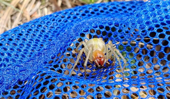 Miniatura: Kolczak zbrojny na zdjęciach