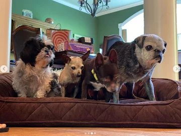 Psy, którymi opiekują się Chris i Mariesa 